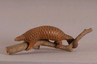 臺灣鯪鯉藏品圖，第3張